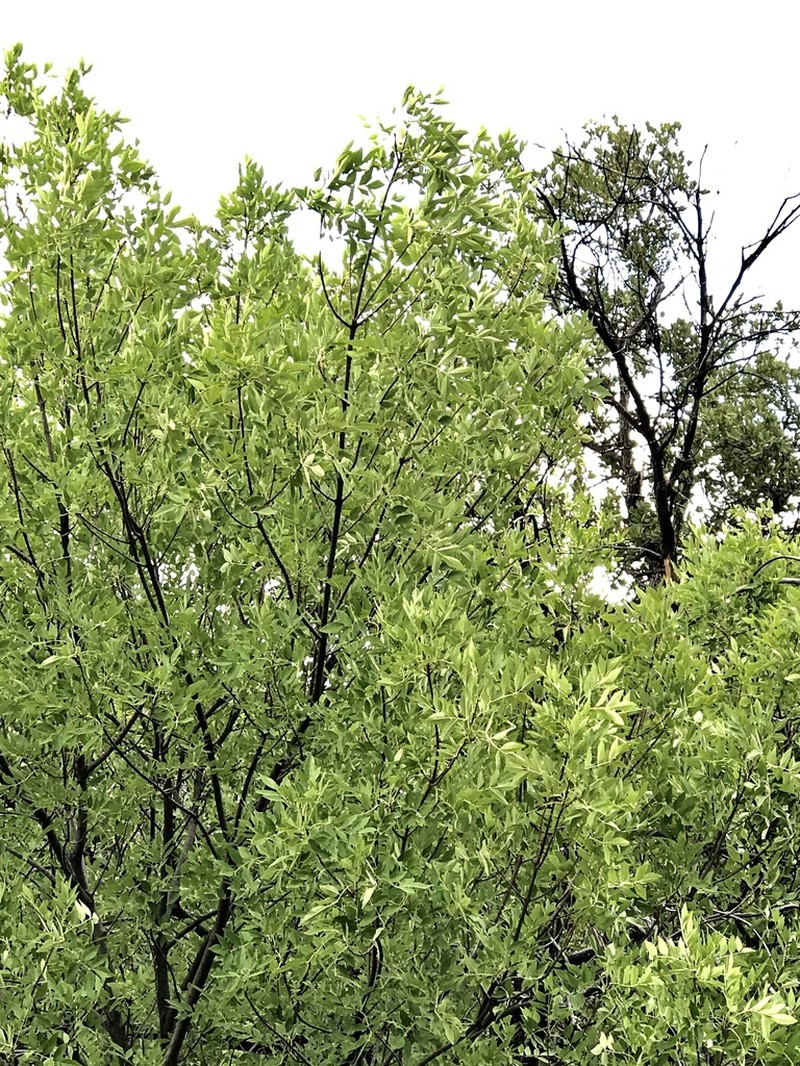 Chihuahuan Ash photo 2