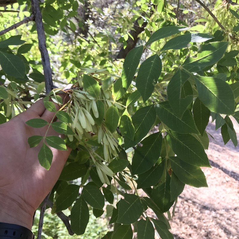 Chihuahuan Ash photo 3