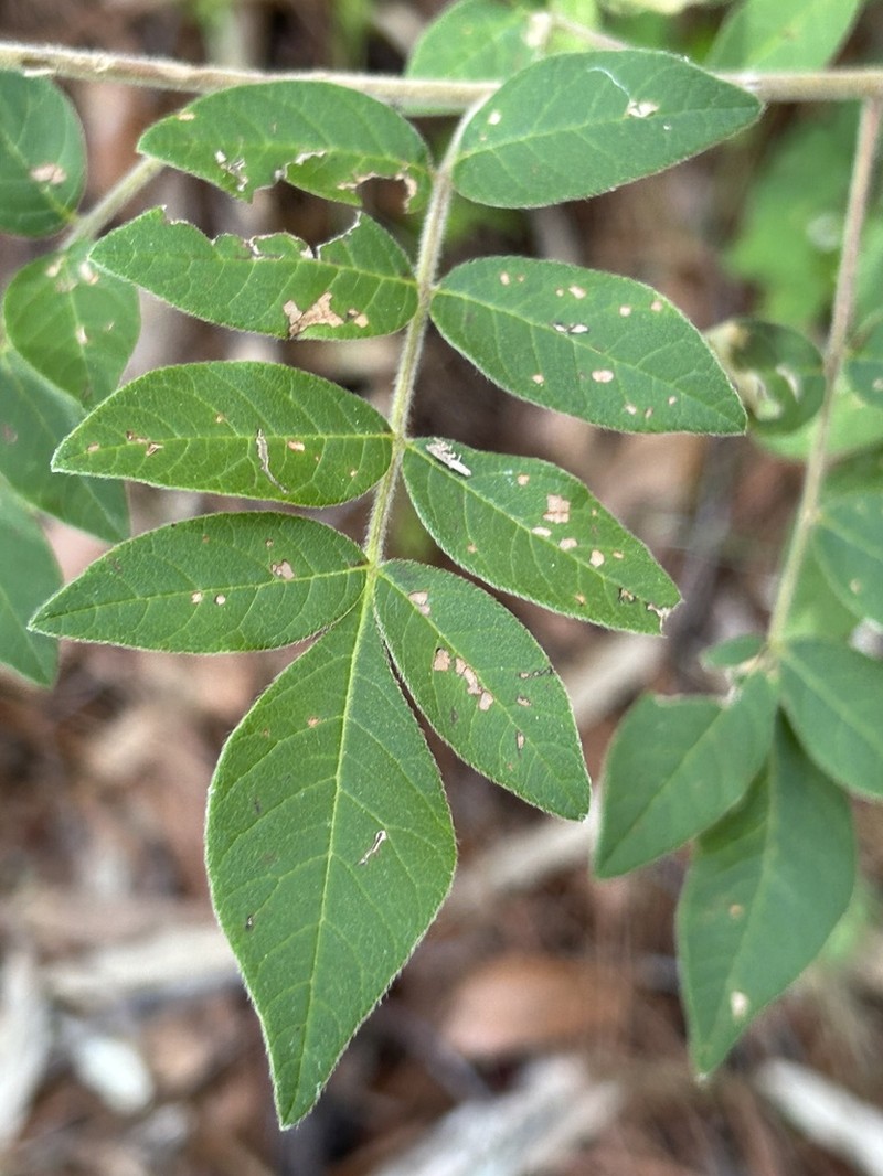 Chihuahuan Ash photo 4