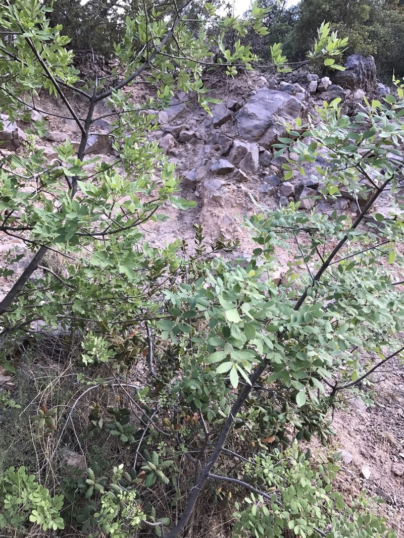 Chihuahuan Ash photo 5