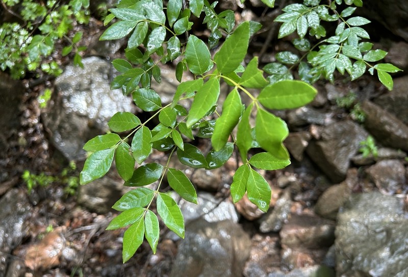 Chihuahuan Ash photo 6