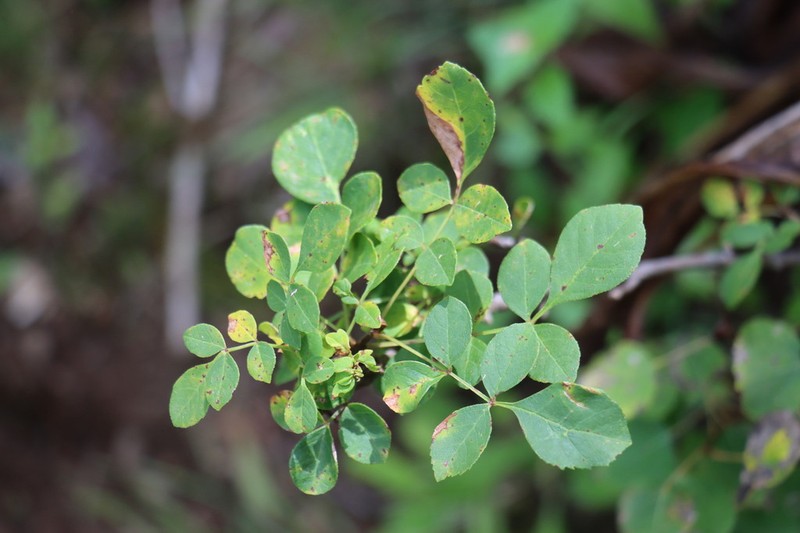 Chihuahuan Ash photo 7