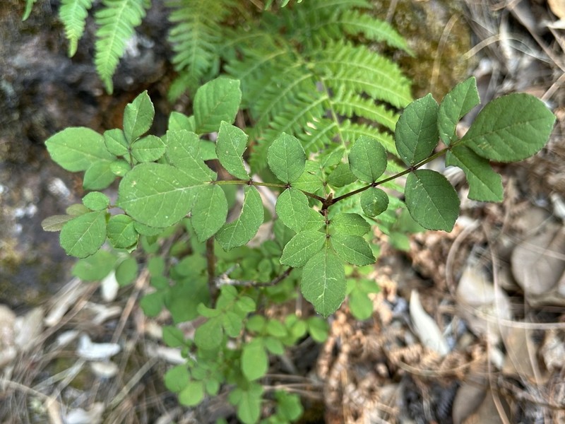 Chihuahuan Ash photo 8