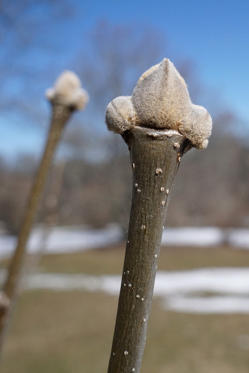 Fraxinus paxiana