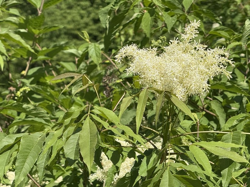 Fraxinus paxiana photo 2