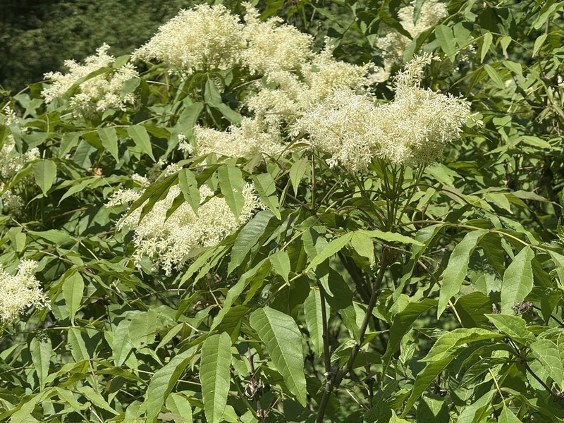 Fraxinus paxiana photo 3