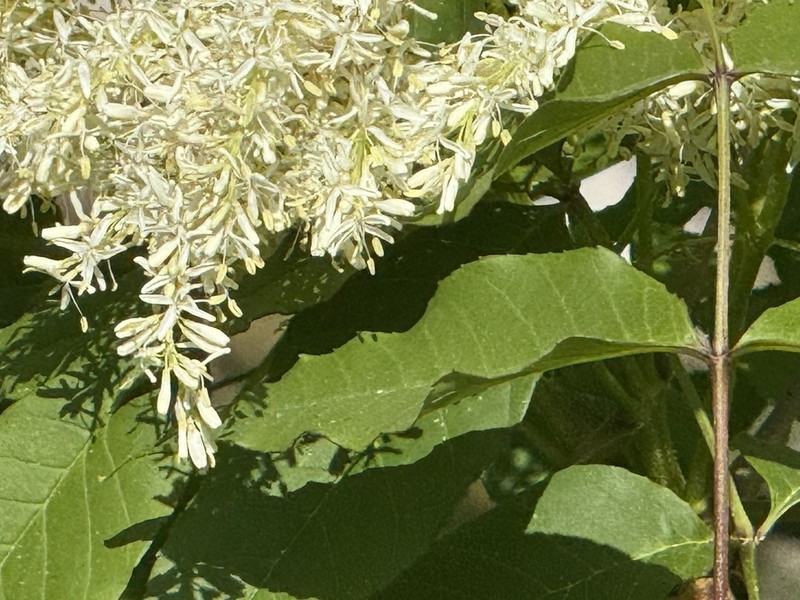 Fraxinus paxiana photo 4