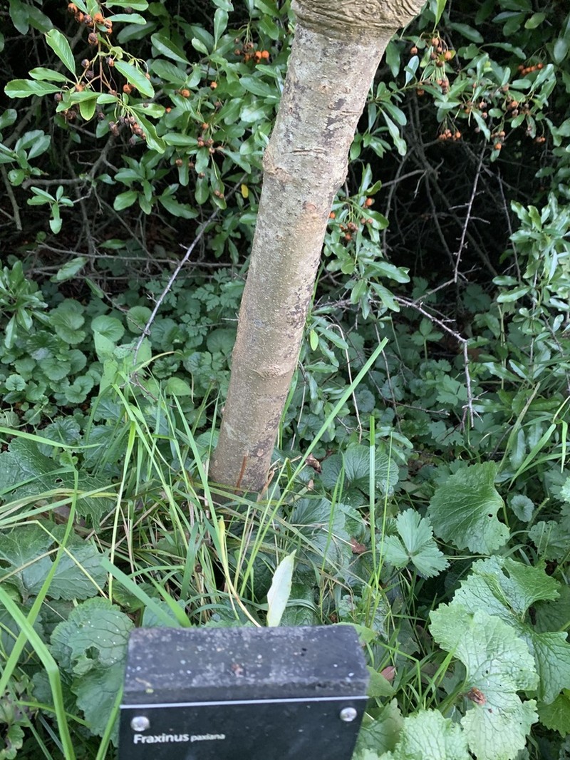 Fraxinus paxiana photo 5