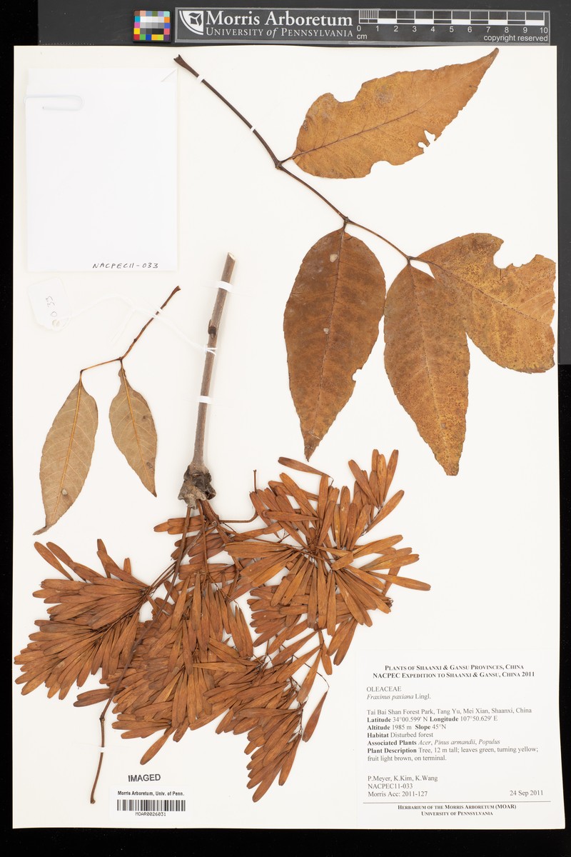 Fraxinus paxiana photo 6
