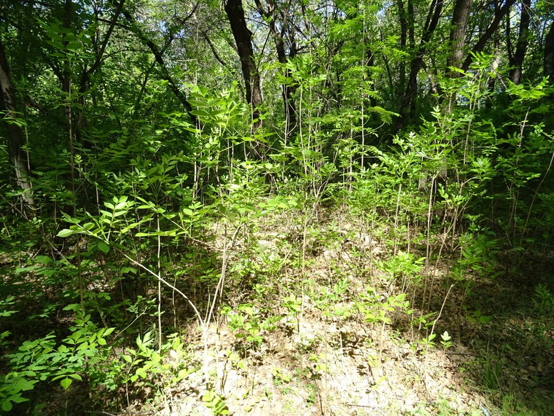 Green Ash photo 2