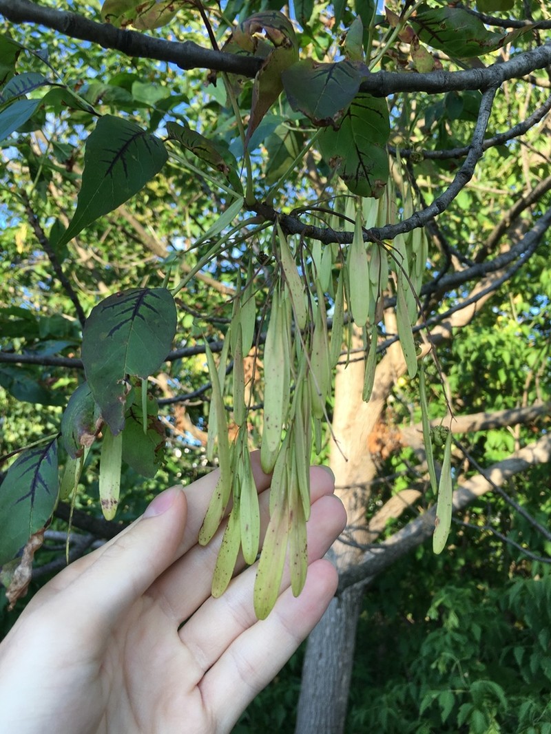 Green Ash photo 4