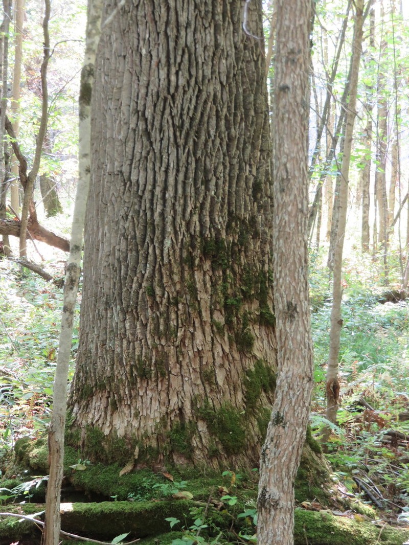 Green Ash photo 5