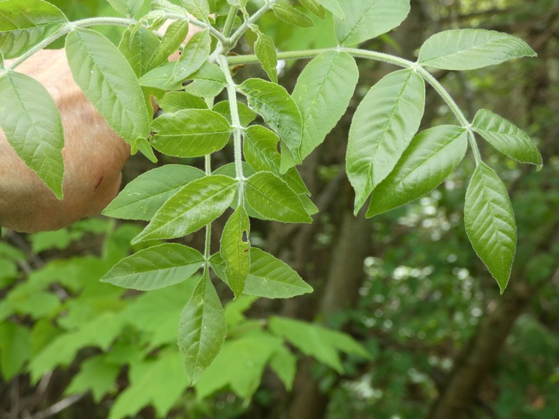 Green Ash photo 6