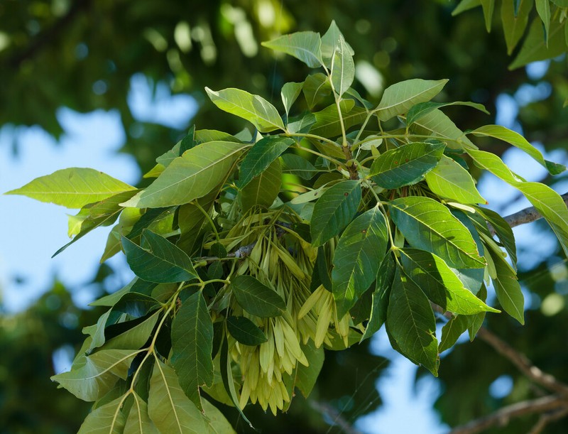 Green Ash photo 7