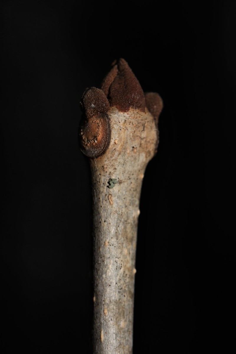 Green Ash photo 8