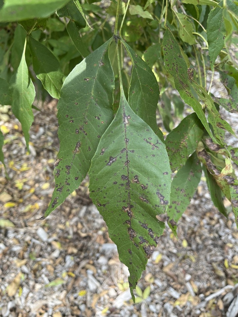 Fraxinus platypoda photo 2