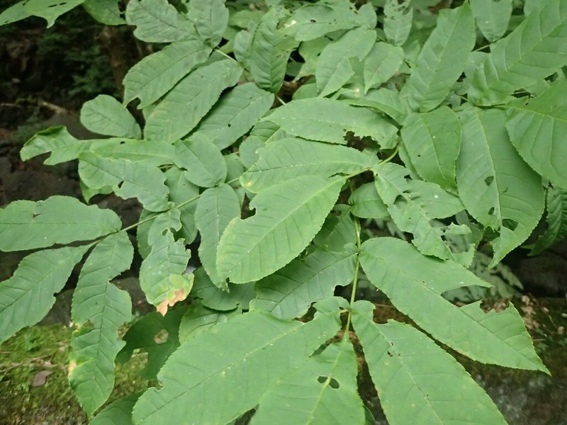 Fraxinus platypoda photo 3