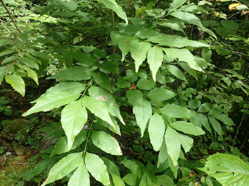 Fraxinus platypoda photo 4
