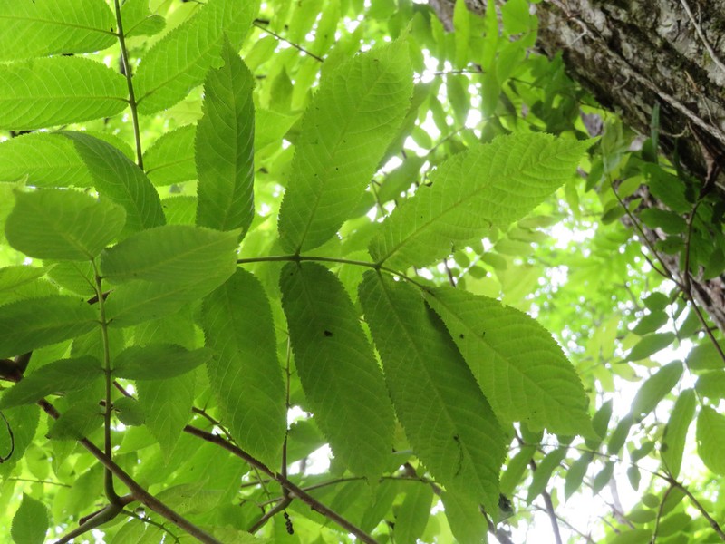 Fraxinus platypoda photo 5