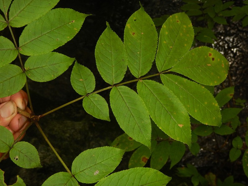 Fraxinus platypoda photo 6