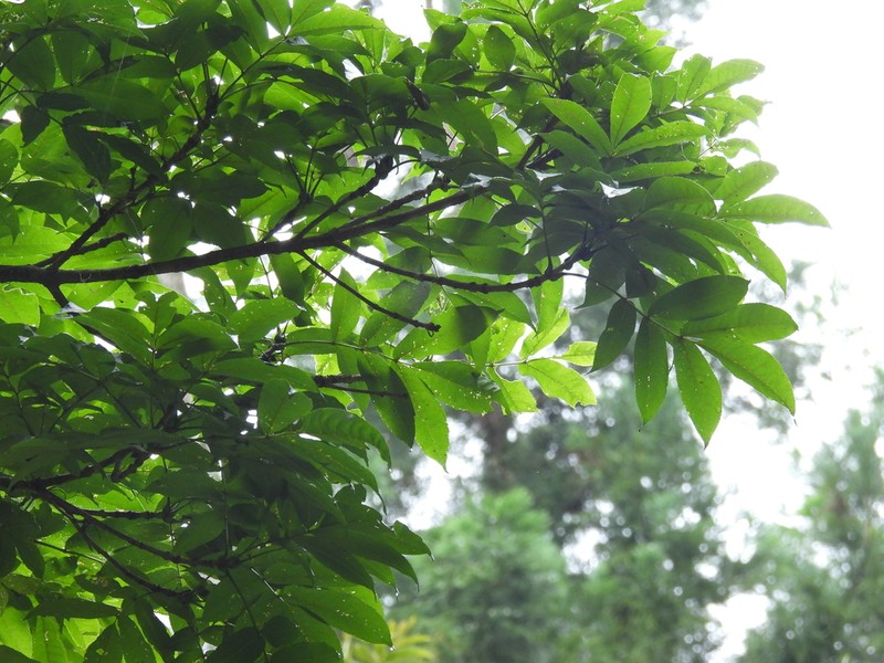 Fraxinus platypoda photo 7