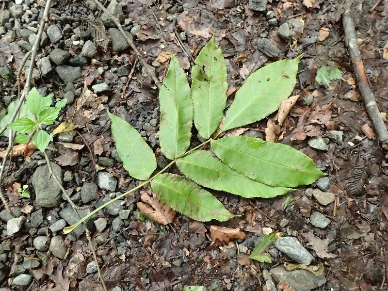 Fraxinus platypoda photo 8
