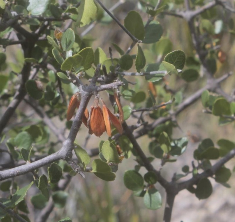 Fraxinus potosina