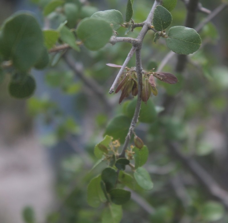 Fraxinus potosina photo 2
