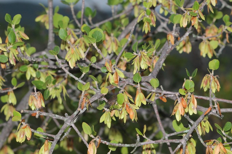 Fraxinus potosina photo 3
