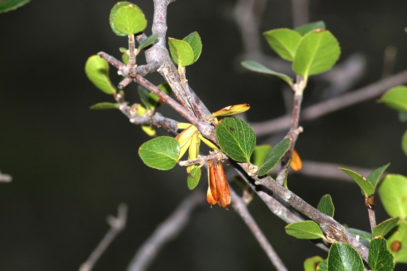 Fraxinus potosina photo 4
