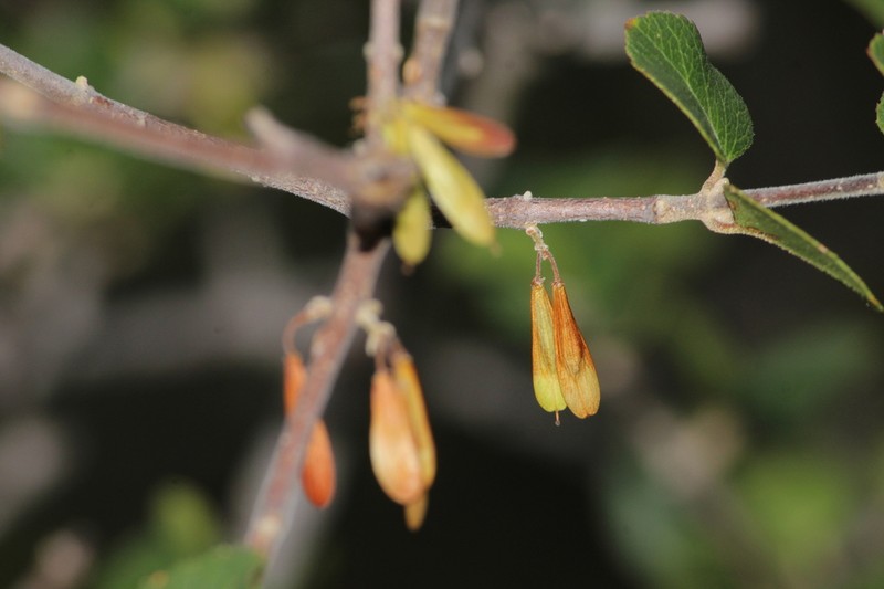 Fraxinus potosina photo 5