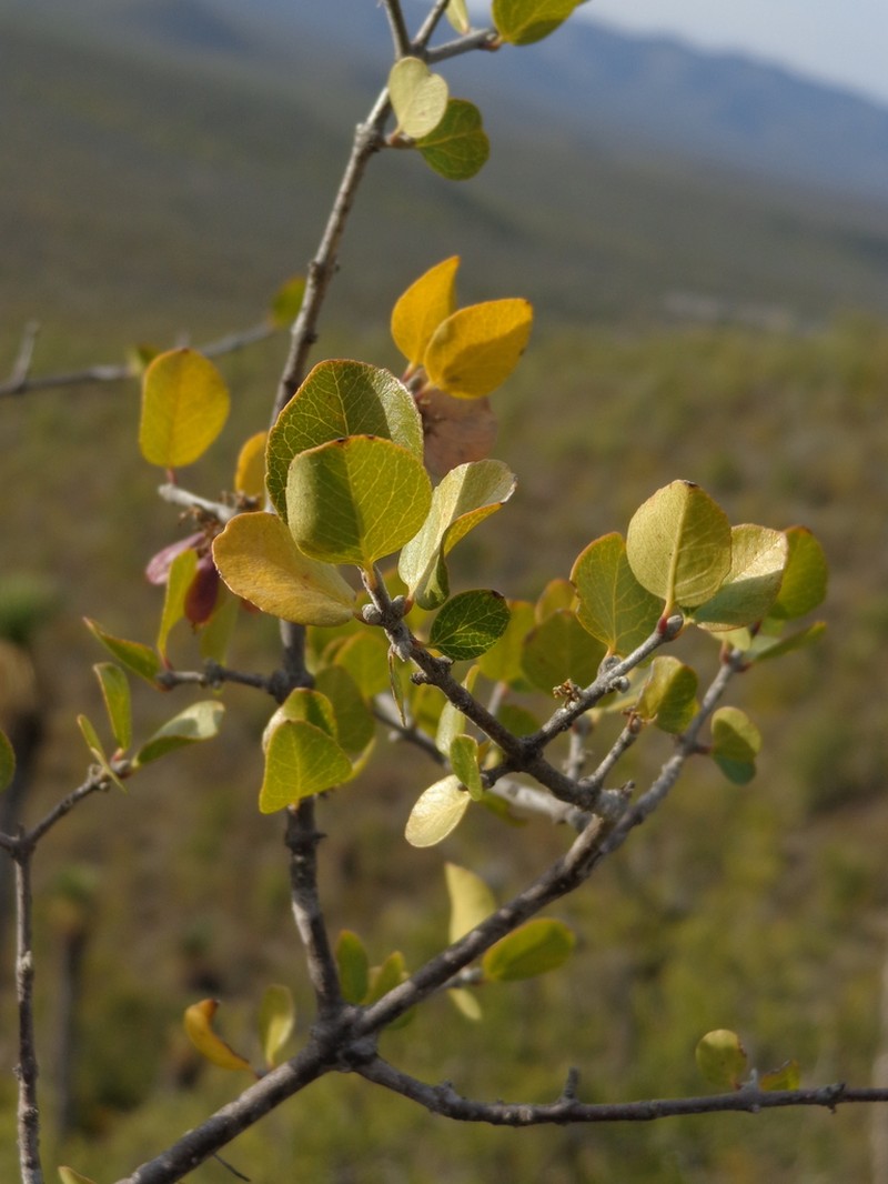 Fraxinus potosina photo 6