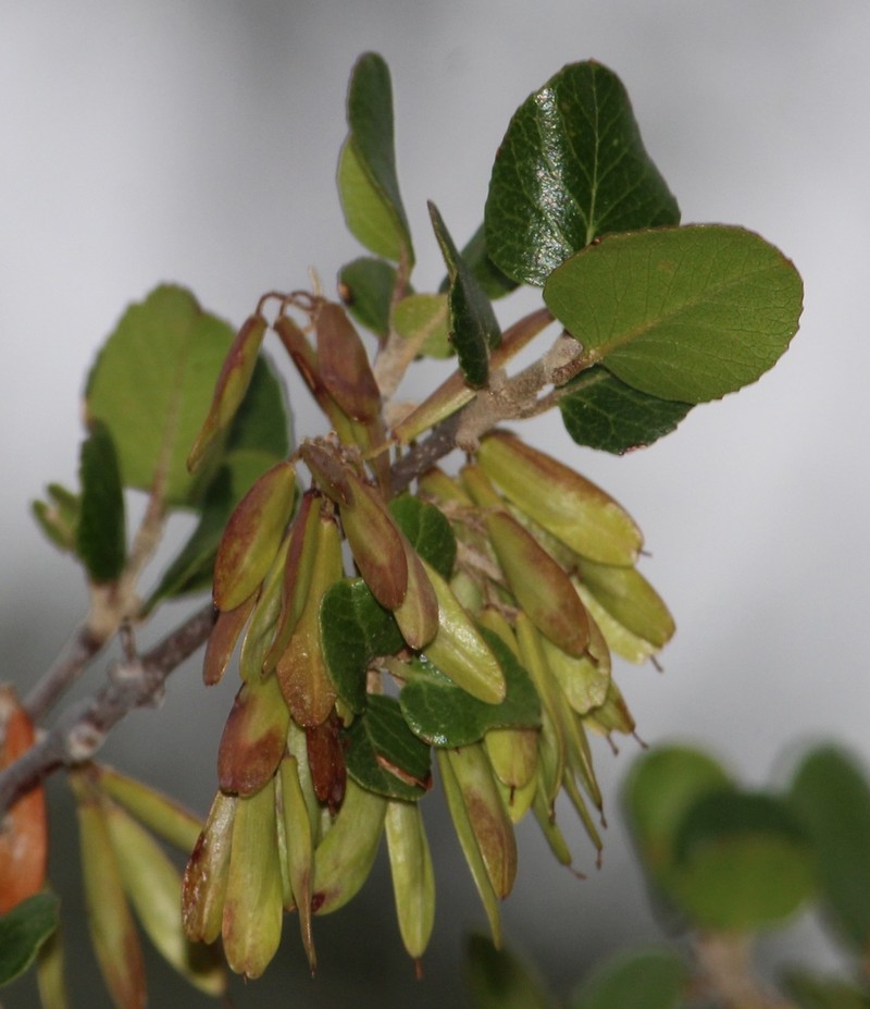 Fraxinus potosina photo 7