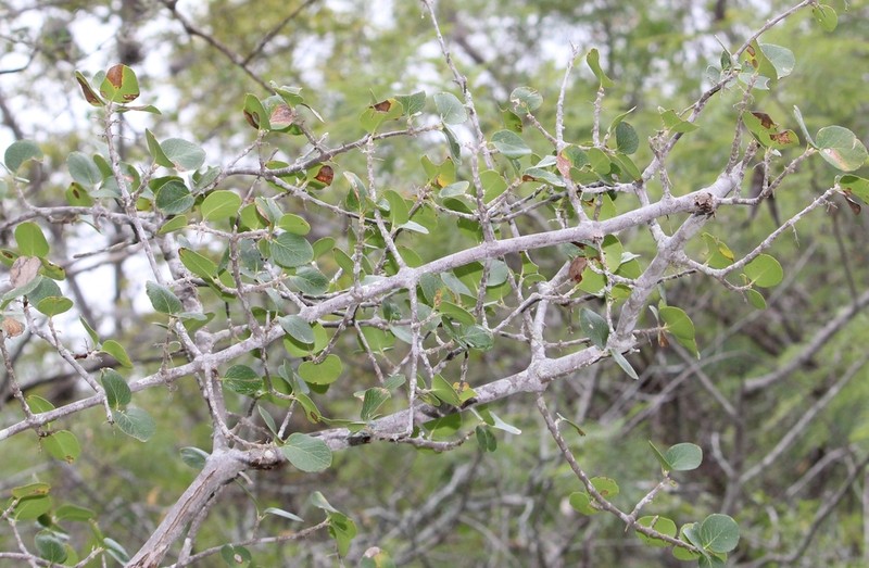 Fraxinus potosina photo 8