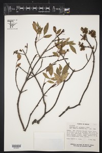 Fraxinus pringlei
