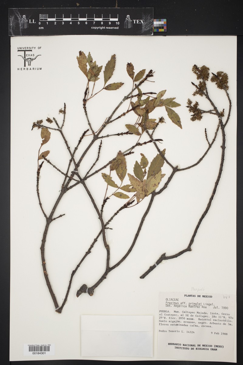 Fraxinus pringlei