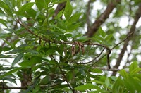 Fraxinus purpusii