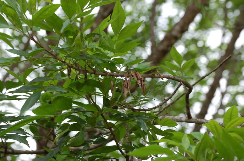 Fraxinus purpusii