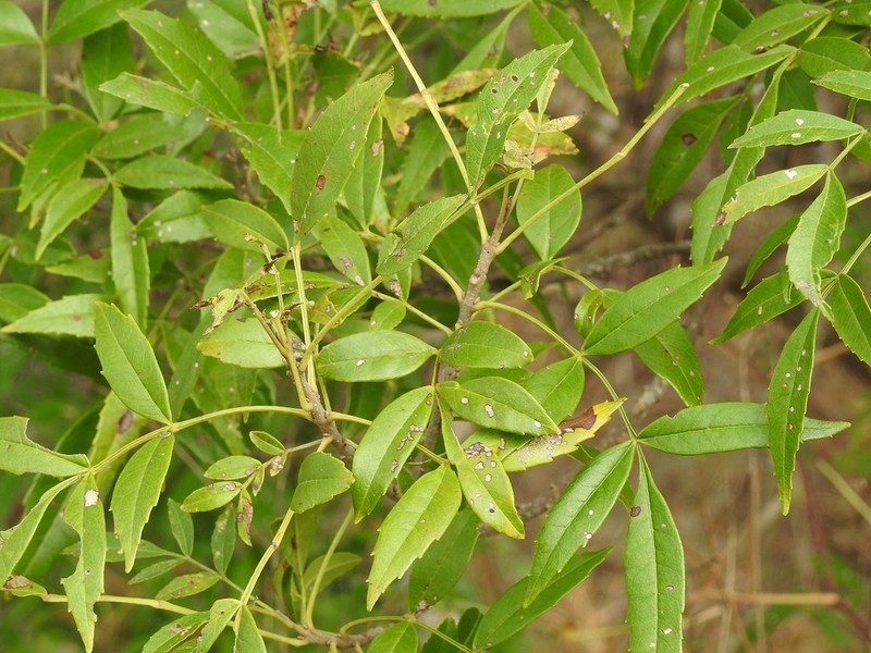 Fraxinus purpusii photo 2