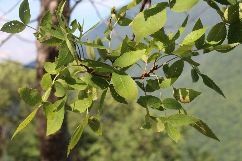 Fraxinus purpusii photo 3