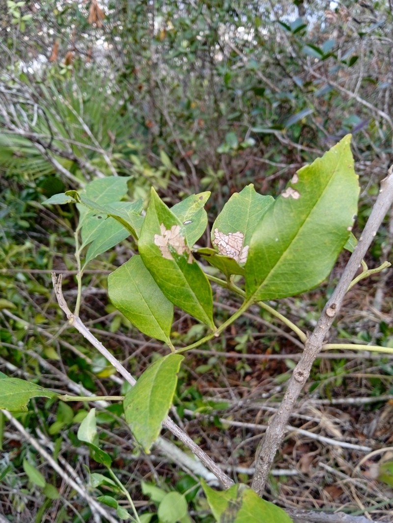 Fraxinus purpusii photo 4