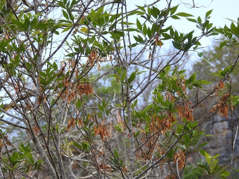 Fraxinus purpusii photo 5
