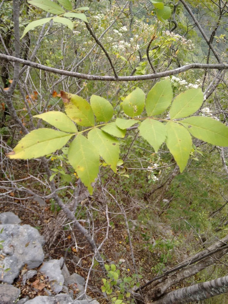 Fraxinus purpusii photo 6