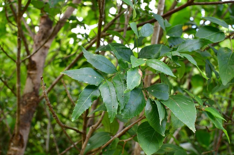 Fraxinus purpusii photo 7