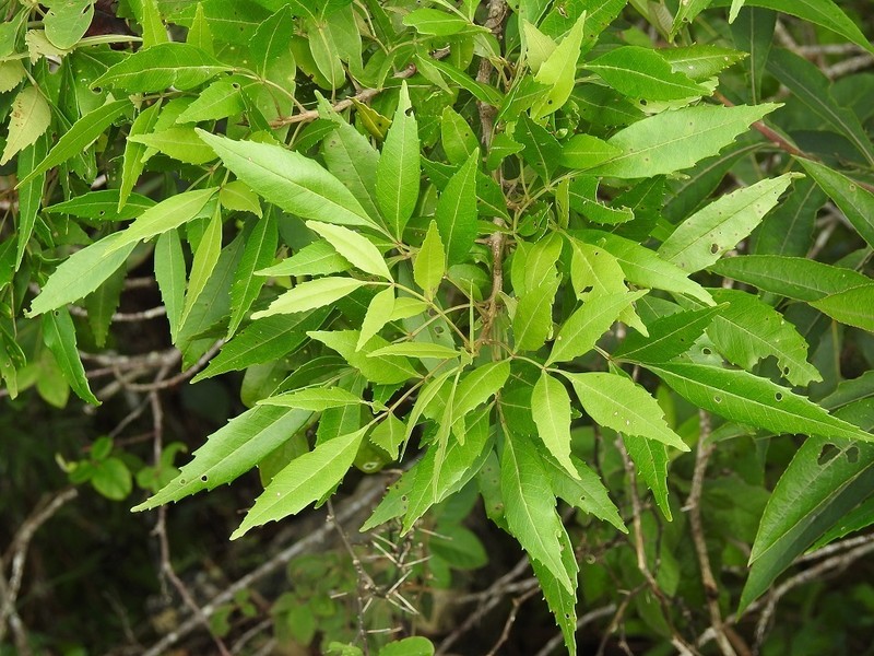 Fraxinus purpusii photo 8