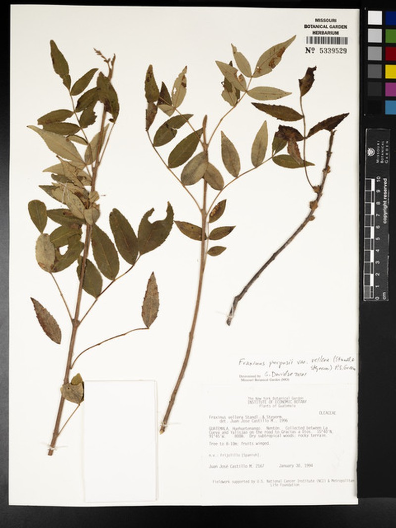 Fraxinus purpusii var. vellerea