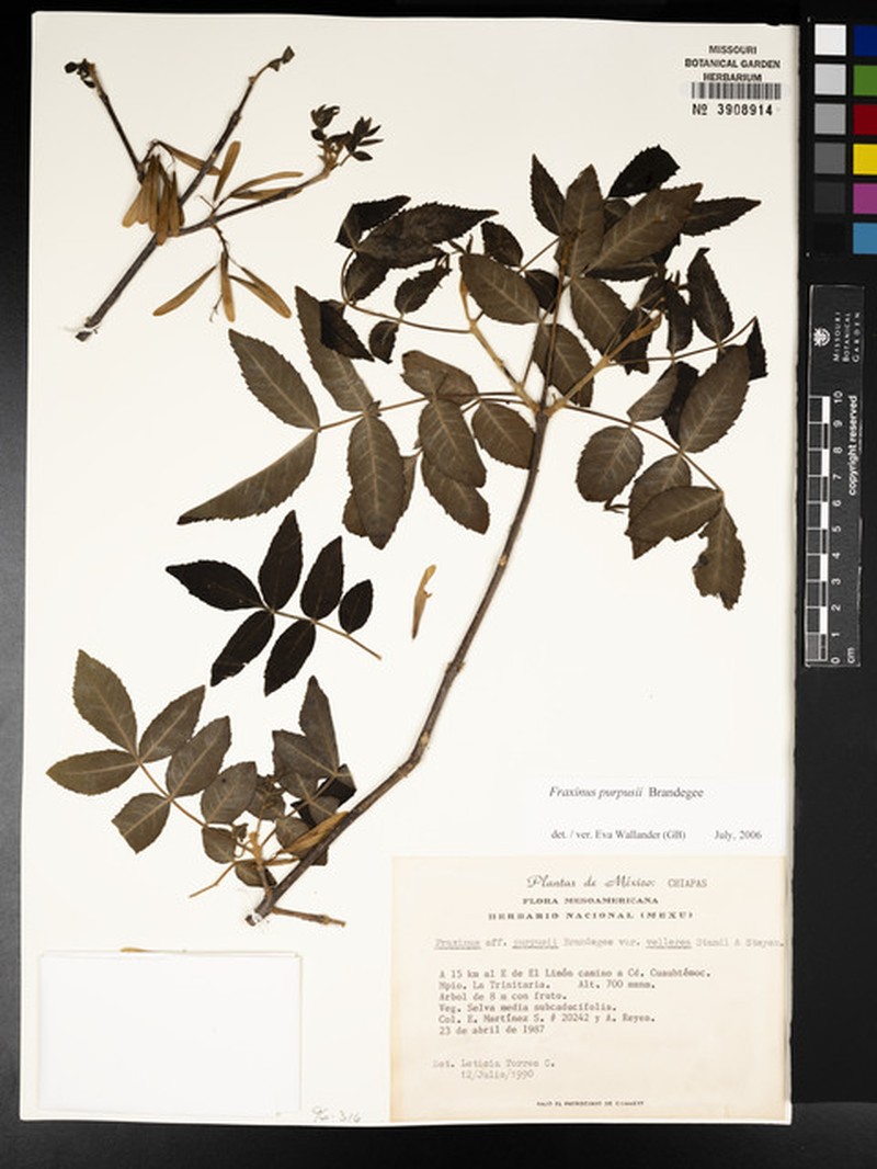 Fraxinus purpusii var. vellerea photo 2