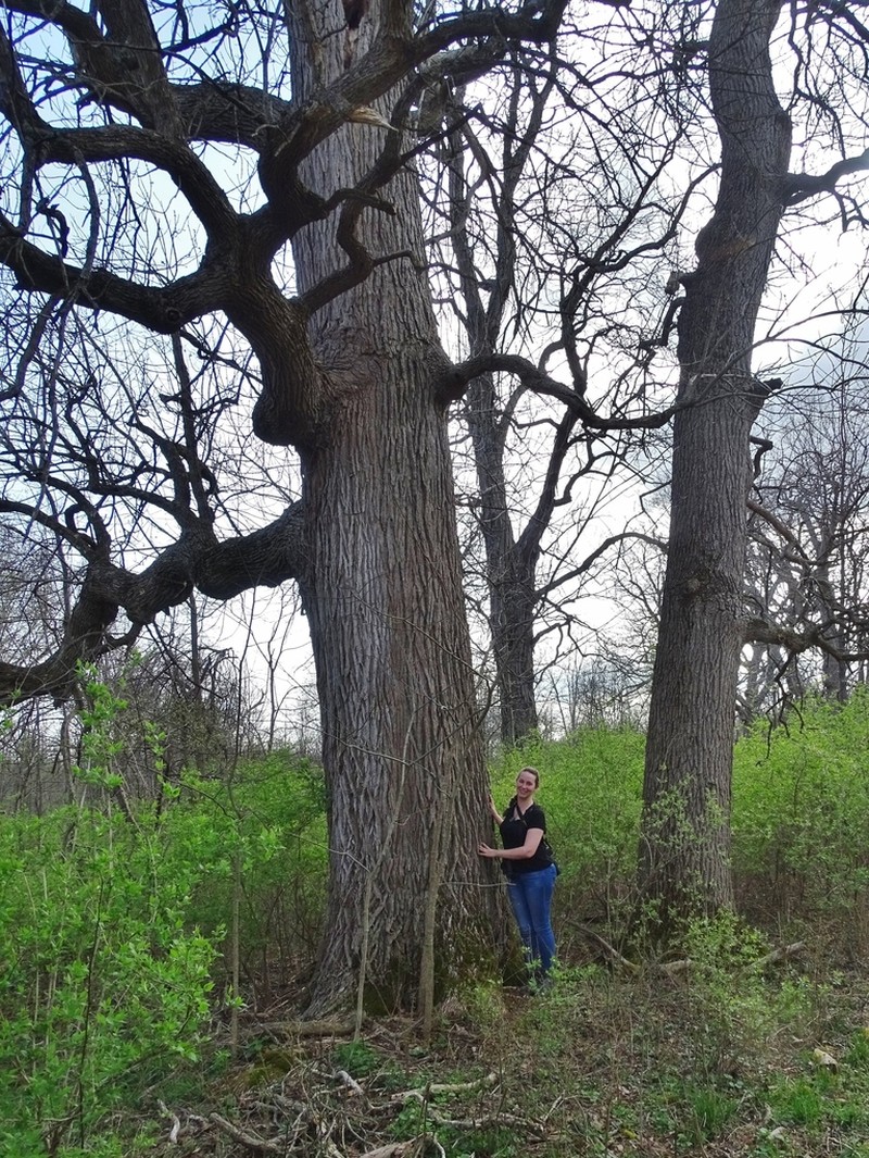Blue Ash