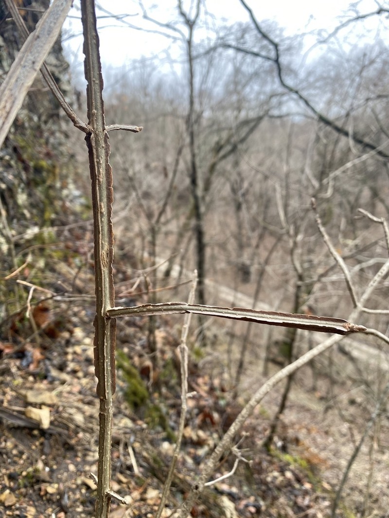 Blue Ash photo 2