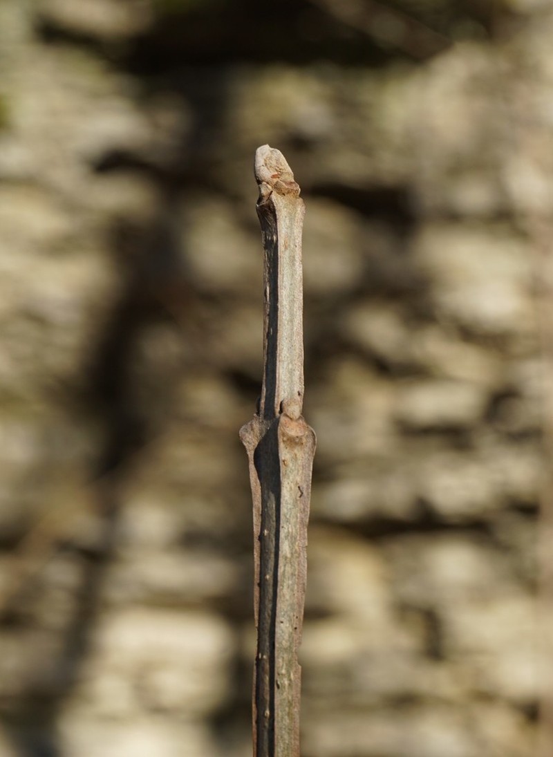 Blue Ash photo 3